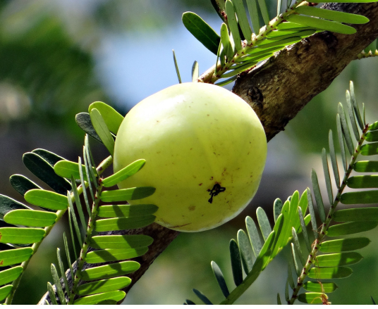 How To Liver Detox लिवर डिटॉक्स कैसे करें