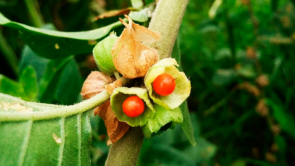 Current image: Ashwagandha Benefits: For Stress, Energy Booster & Ancient Healing